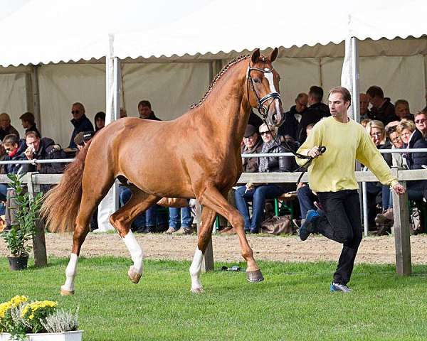 bay-filly-dutch-warmblood-horse