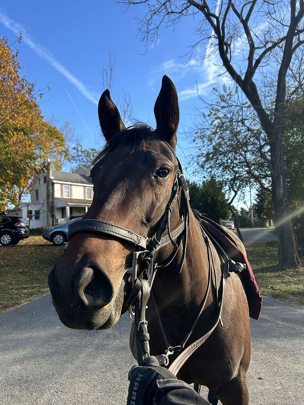 dressage-thoroughbred-horse