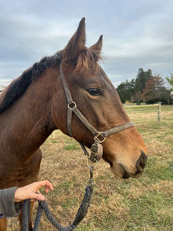 english-pleasure-thoroughbred-horse