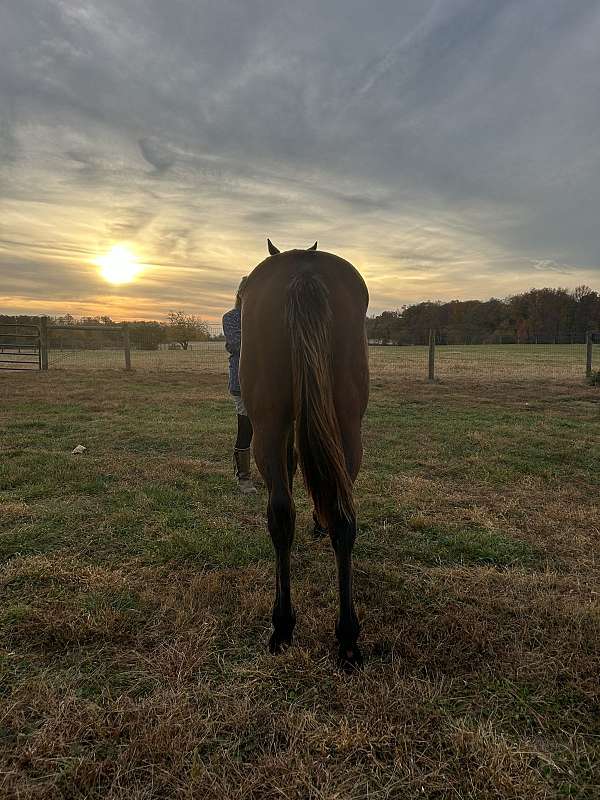 eventing-thoroughbred-horse