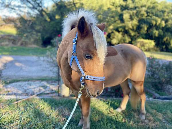 call-haflinger-pony