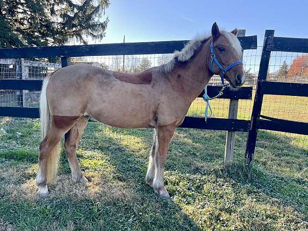 bathes-haflinger-pony