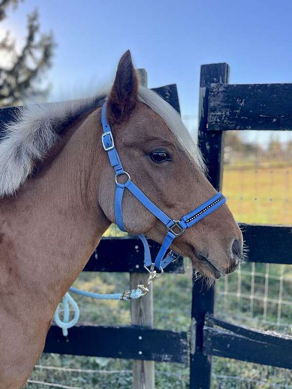 a-show-haflinger-pony