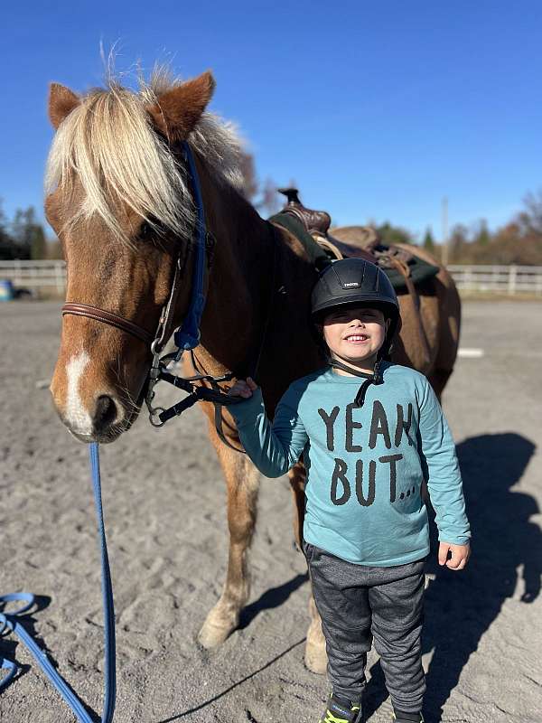 call-haflinger-pony