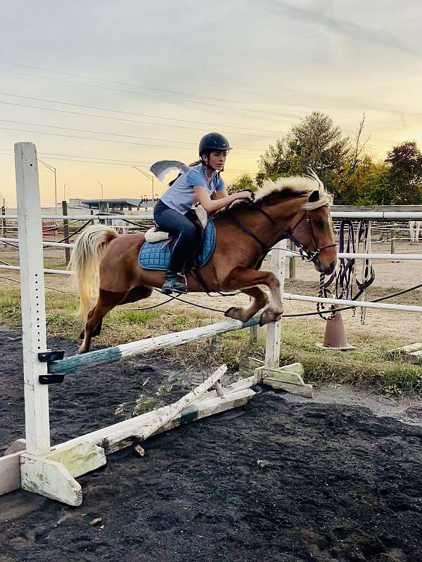 canter-haflinger-pony