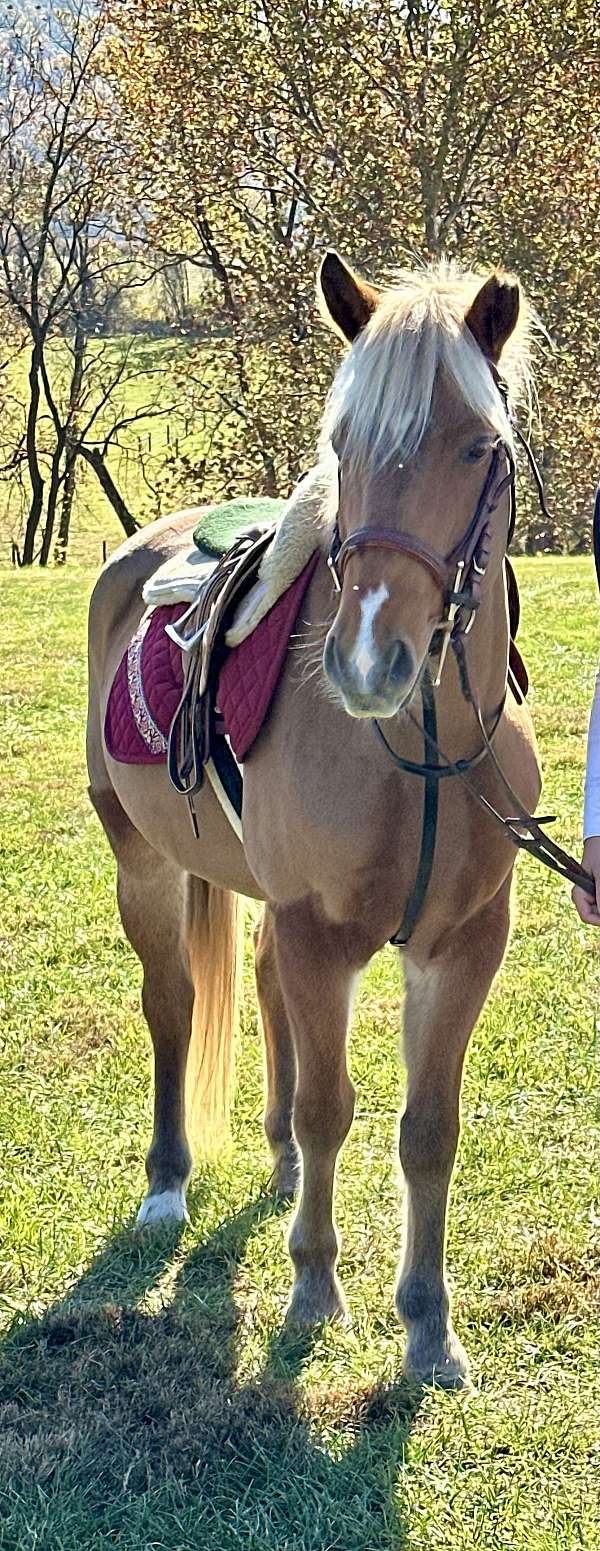 canter-haflinger-pony