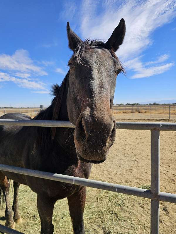 thoroughbred-gelding