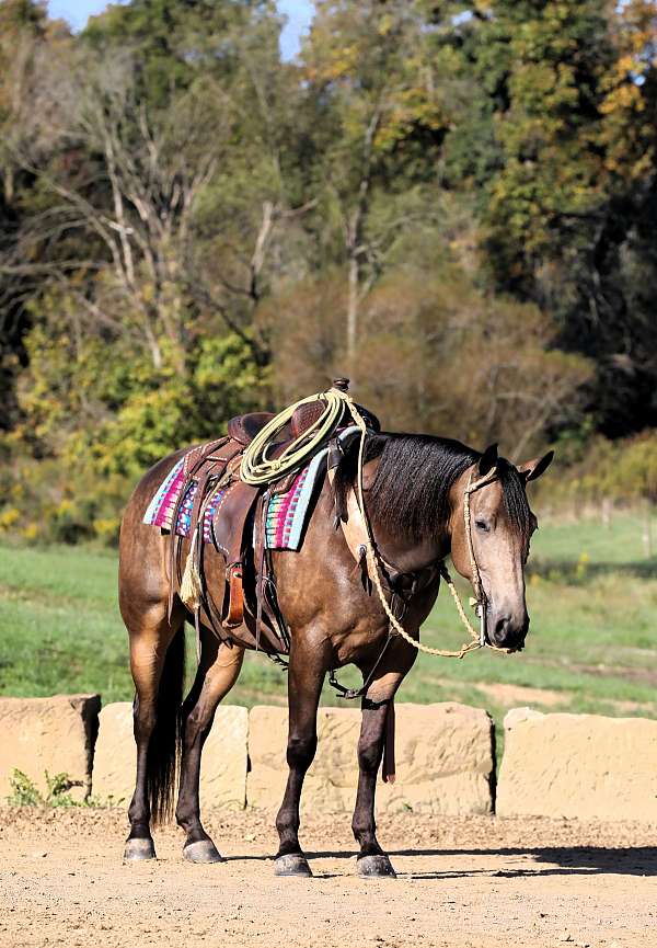 all-around-quarter-horse