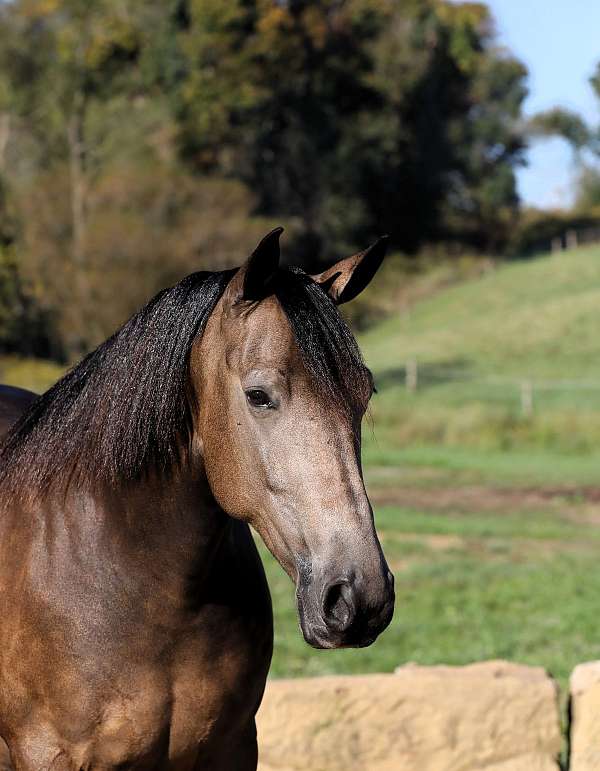 dappled-quarter-horse