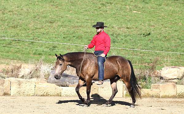 husband-safe-quarter-horse