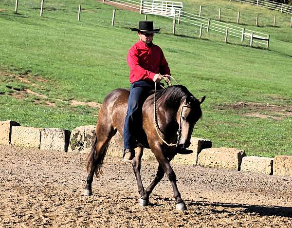 jumping-quarter-horse