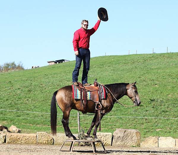 parade-quarter-horse