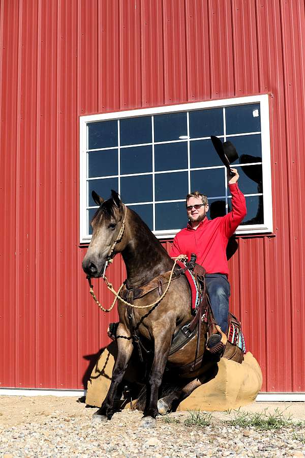 ridden-english-quarter-horse