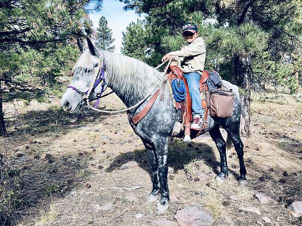 trail-riding-arabian-friesian-horse