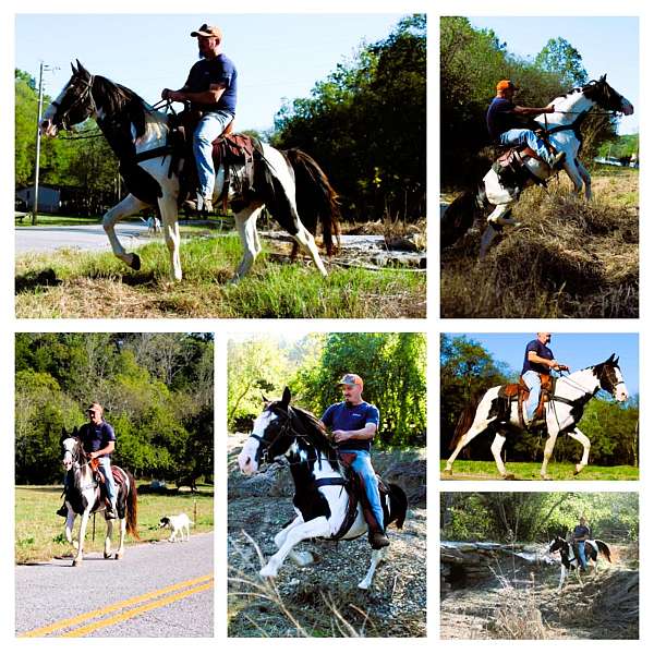 horse-for-sael-spotted-saddle