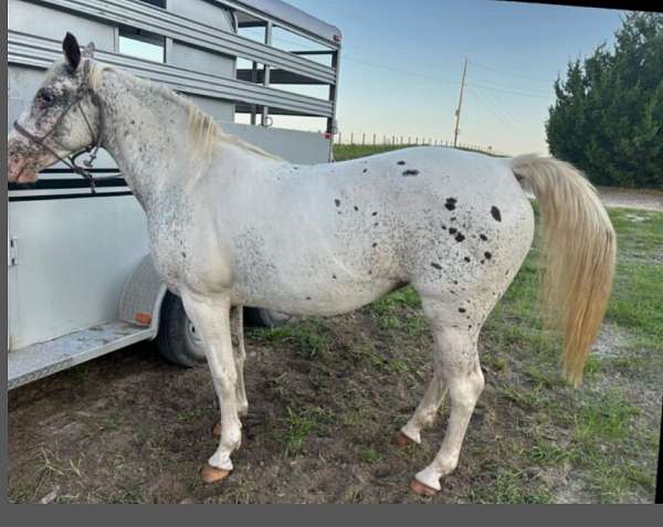 appaloosa-mare