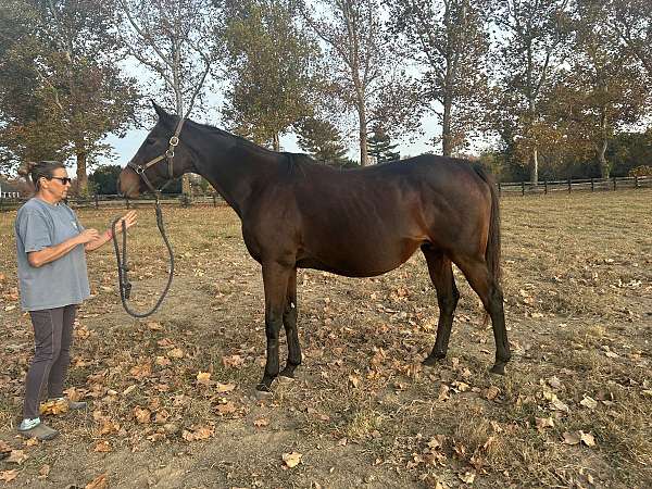 live-foal-thoroughbred-horse