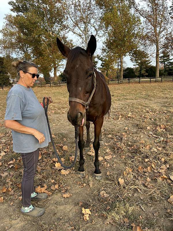 live-foal-horse