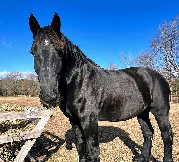 white-star-horse