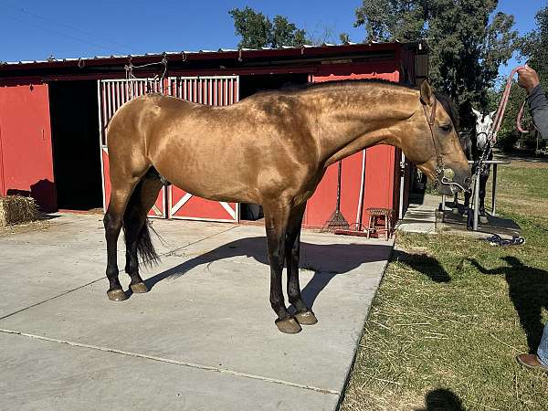 buckskin-perlino-beginner-horse