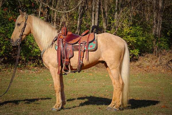 all-around-kentucky-mountain-horse