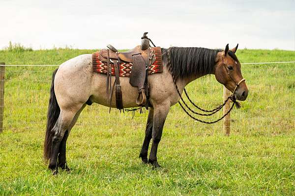 aqha-haflinger-quarter-horse