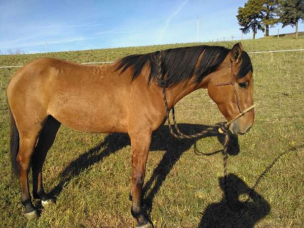 aqha-quarter-horse