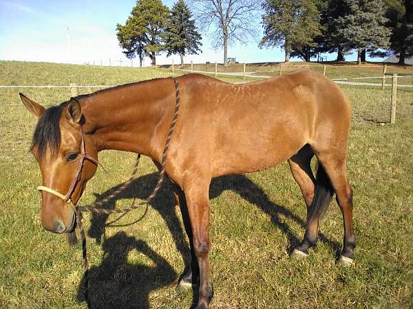 auction-quarter-horse