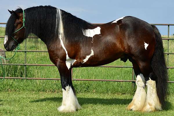 aphc-gypsy-vanner-horse