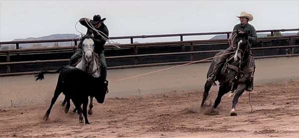 blue-roan-left-eye-horse