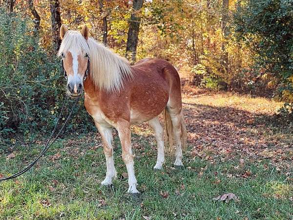 palomino-haflinger-gelding