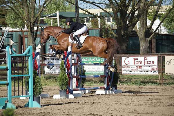 intelligent-warmblood-horse