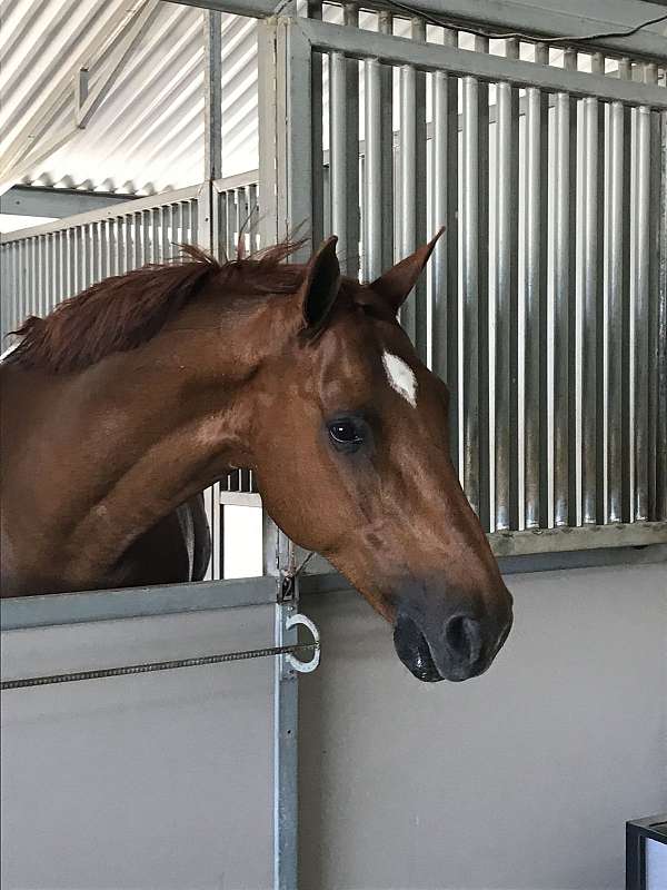 intelligent-warmblood-horse