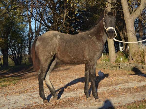 weanling-draft-cross-horse