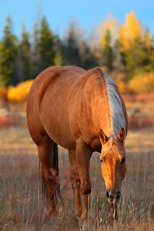 breeding-champion-palomino-quarter-horse