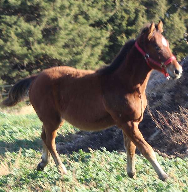 star-hind-sock-horse