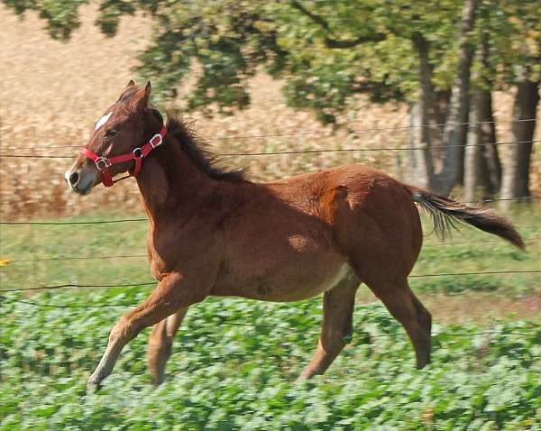 star-hind-sock-horse