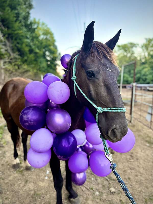 mustang-gelding