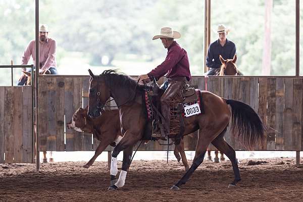 bay-mo-horse