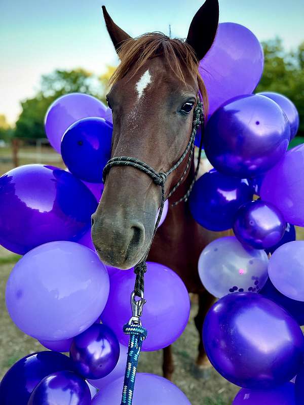 been-saddled-mustang-pony