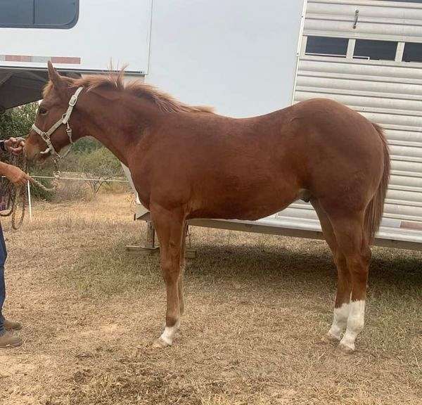 mounted-pa-paint-horse