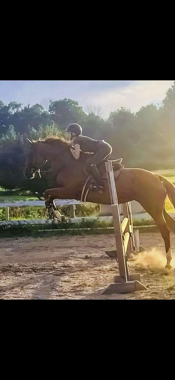 athletic-warmblood-horse