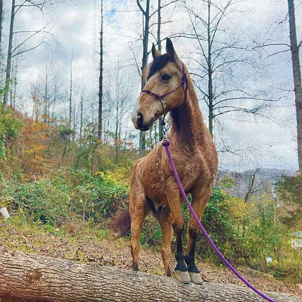 all-around-tennessee-walking-horse