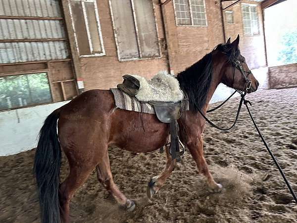 bay-mustang-gelding-mare