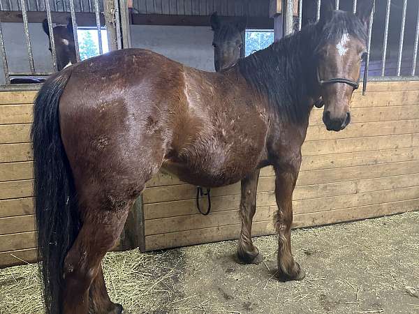 bay-mustang-gelding-mare