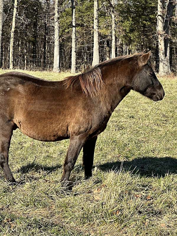 grandchildren-welsh-pony