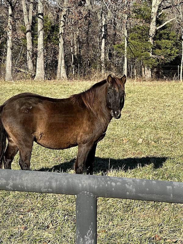 less-than-welsh-pony