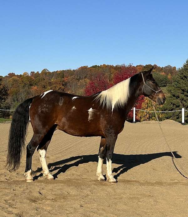 paint-gelding