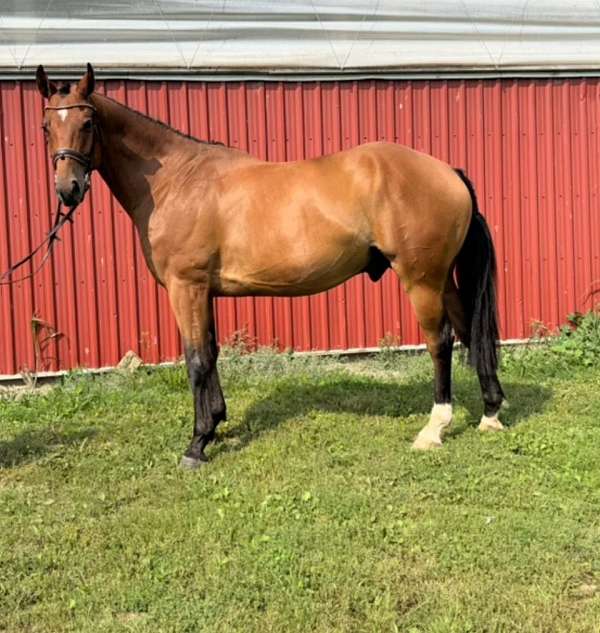 warmblood-horse-for-sale