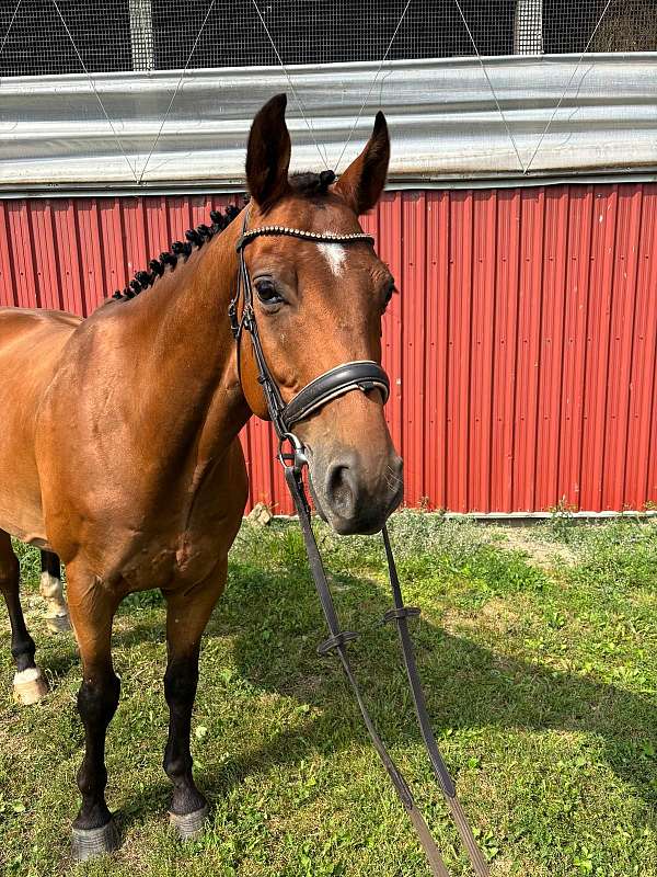 canadian-warmblood-gelding